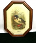 Red-breasted merganser ウミアイサ　8角形　木製フレーム /額縁【中古】