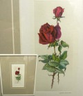 バラ 薔薇　印刷物 / オフセット印刷 / ポスター 【中古】