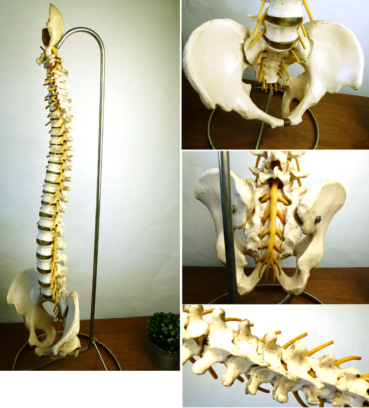 骨盤付 脊柱模型 背骨 骨格標本 人体模型 吊り下げスタンド 接骨院