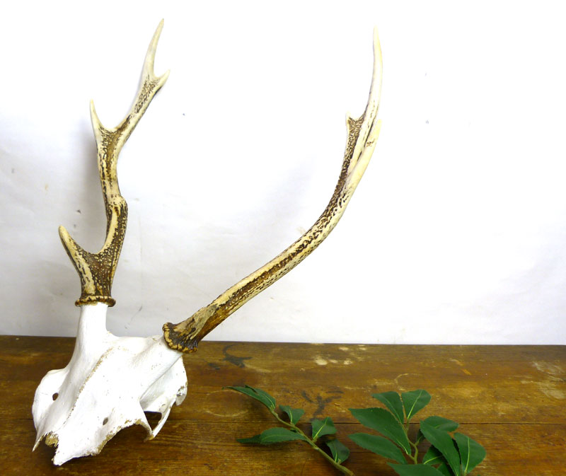 希少】アンティーク 鹿 エゾシカ 骨 頭蓋骨付き スカル 角(ツノ