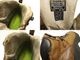 KEEN / ������ �ԥ�ˡ��� �ȥ�å��� �����ȥɥ����塼�� US8(25cm����)(������󥺡����2.5����)����š�