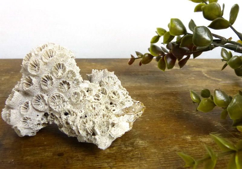 白珊瑚 サンゴ 置物 / インテリア / オブジェ / 店舗什器【中古