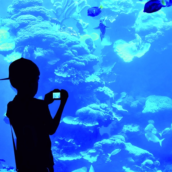 ���å������ �Ҷ��ѥ���� Ϣ³���� ������ �ӥǥ�Ͽ�� ư�� �������դ� ¿��ǽ�� ���ŵ�ǽ USB �ץ쥼��� ���ե� ������ ���ꥹ�ޥ�