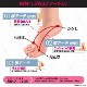 PosfiT �ϥ��֥�åɥ�����  EMS �ȥ졼�˥� ��ư �ʤ��� �������å� ���ݡ����� ���� ���� ­���� ������ ��ȥ� ���� ��� �� ����� ­΢ ��������� HYBRID ARCH