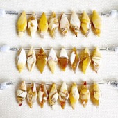 �֥쥷�����ƥåɥࡼ�������� �Ҥ��� 20mm��8mm