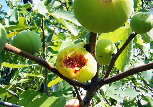 ���ڥ��󻺤������������ 185g