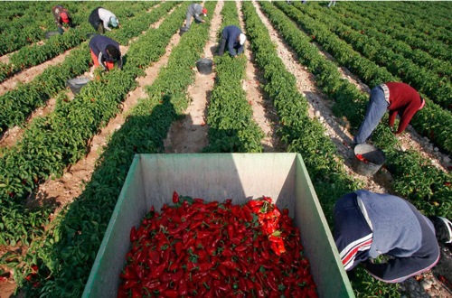 �ԥߥ���ȡ��ԥ������� ���ڥ����֥ԡ��ޥ��ú�Ƥ�390g