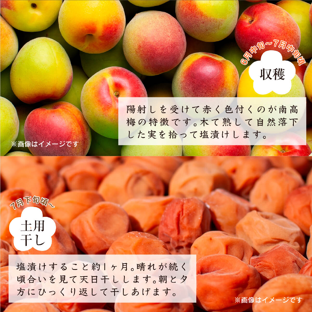 紀州南高つぶれ梅（はちみつ漬）