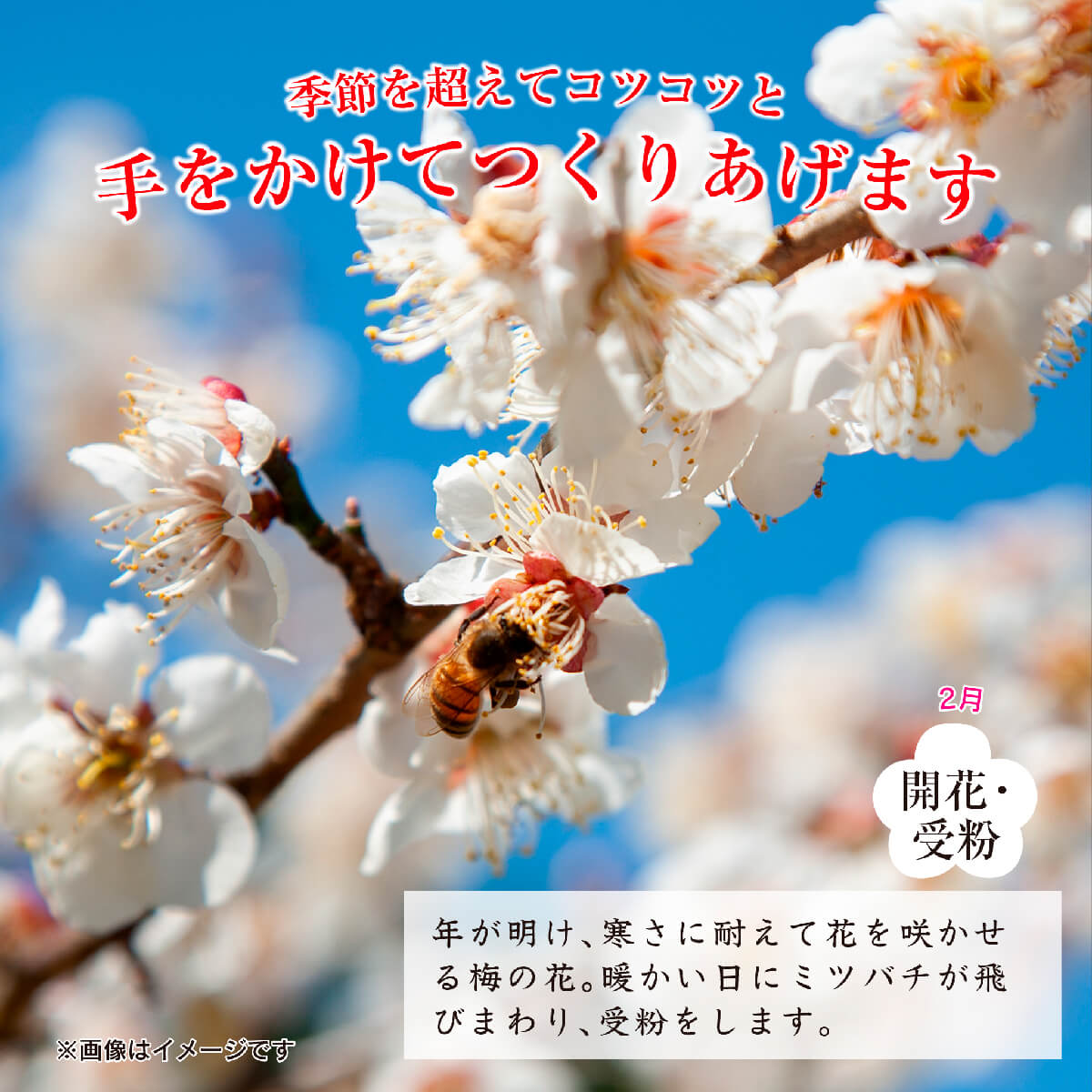 紀州南高つぶれ梅（はちみつ漬）
