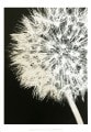 Dandelion Crop（ジェニー クラフト）|ポスター