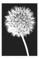 Dandelion（ジェニー クラフト）|ポスター