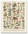 Champignons II（アドルフ ミレー）|ポスター