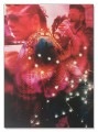 VISIONAIRE（ヴィジョネアー）Gucci/グッチ（マリオ テスティーノ）|ポスター