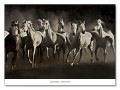 Dream Horses（リサ ダーリング）|ポスター