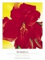 Red Amaryllis 1937（ジョージア オキーフ）|ポスター