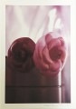 シャネル Flower Collection Croisiere 1996-1997/25（カール ラガーフェルド）【f】|ポスター