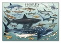 Sharks（アーティスト不明）|ポスター