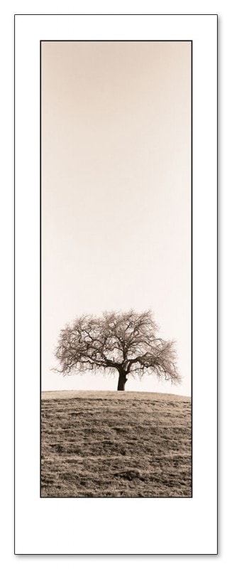 Lone Oak Tree（アラン ブラウステイン）
