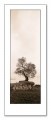 Coast Oak（アラン ブラウステイン）|ポスター