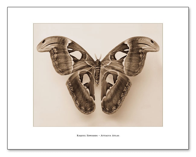 Attacus Atlas（ラクエル エドワーズ）