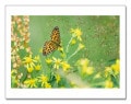 Meadow Beauty（アーティスト不明）|ポスター