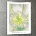 特別額装品/An Orchid（ジョージア オキーフ）|ポスター