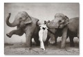 Dovima With Elephants（リチャード アベドン）|ポスター