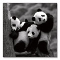 Pandas（ダニタ デリモント）|ポスター