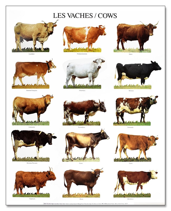 Cows（アーティスト不明）