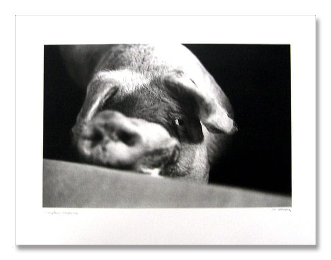 Animal I Cochon 限定65枚　サイン　ナンバリング入（マキシム ゴダール）