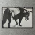 額装済作品/森山 大道/Stray Dog.Misawa.1971（森山 大道）|限定額装済みフォト