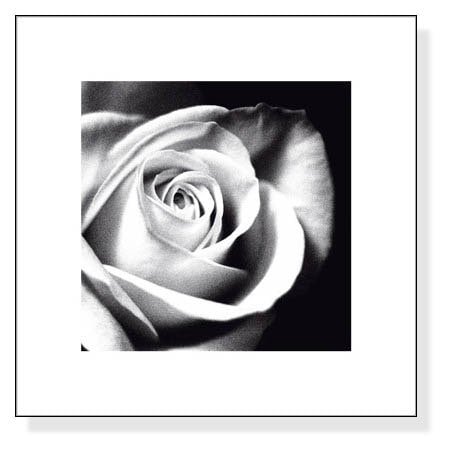 White Rose（バンクス）