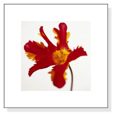 Parrot Tulip Bright Red on White（バンクス）