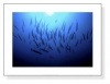Into the Deep（レイチェル ファーンリー）|ポスター