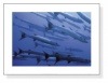 Barracudas In the Blue（レイチェル ファーンリー）|ポスター