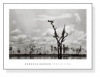 Tree Diving（レベッカ バーガ）【f】|ポスター