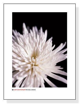 Chrysanthemum（バンクス）