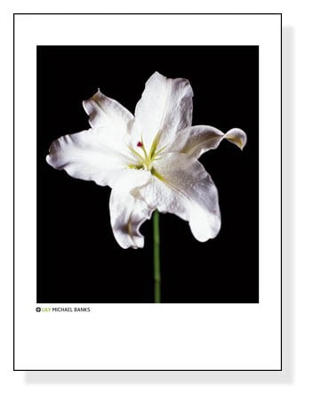 Lily（バンクス）