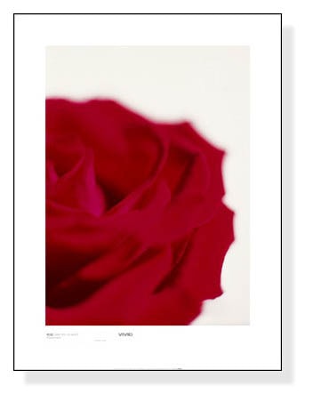 Rose Dark Red on White（バンクス）
