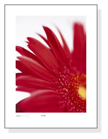 Gerbera Bright Red on White (detail 2)（バンクス）