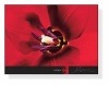 Tulipa（ジョーソン）|ポスター