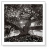Under Camperdown Elm、 Prospect Park（アンリ シルバーマン）|ポスター