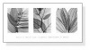 Leaf Collection（スティーヴン マイヤーズ）|ポスター