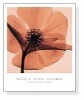 Hellebore（スティーヴン マイヤーズ）|ポスター