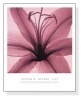 Lily（スティーヴン マイヤーズ）|ポスター