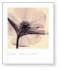 Hellebore（スティーヴン マイヤーズ）|ポスター