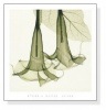 Datura（スティーヴン マイヤーズ）|ポスター