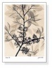 American Elm（ジュディス マクミラン）|ポスター