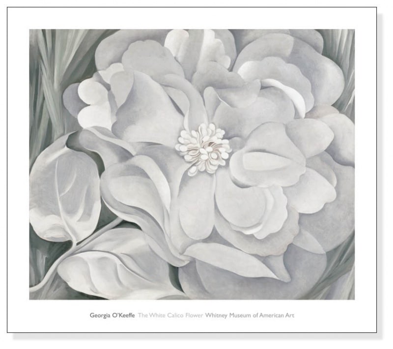 The White Calico Flower  1931（ジョージア オキーフ）