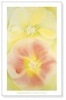Pink and Yellow Hollyhocks、 1952（ジョージア オキーフ）|ポスター